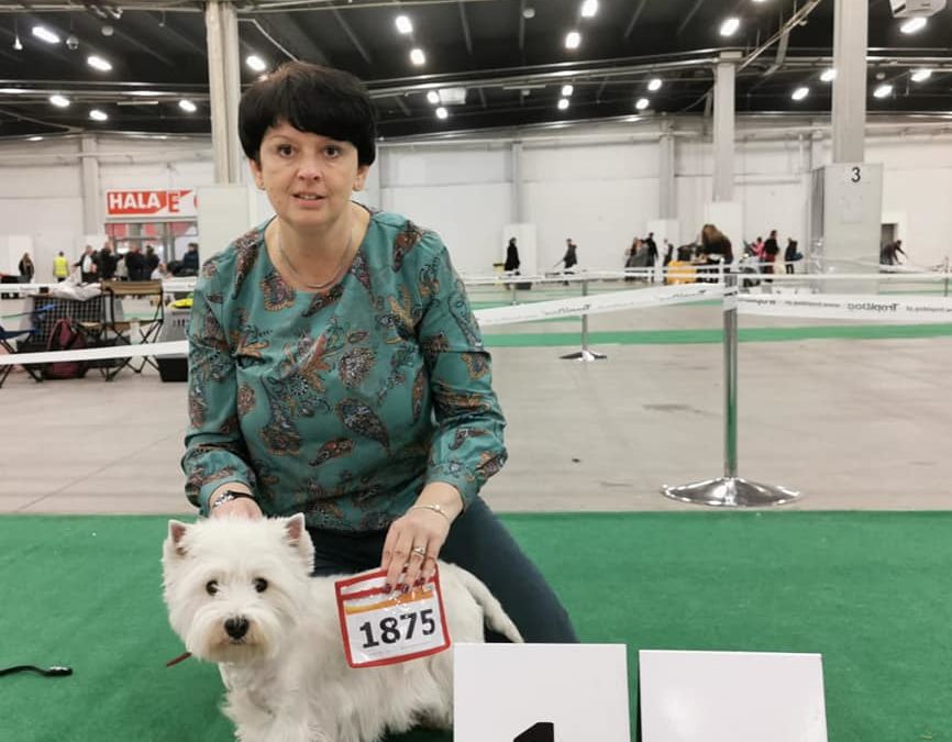 XVI Międzynarodowa Wystawa Psów Rasowych/ International Dog Show