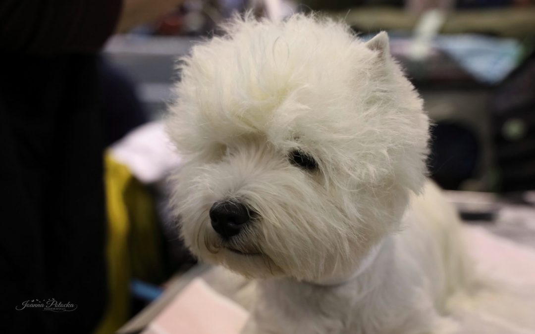 XXIV Międzynarodowa Wystawa Psów Rasowych CACIB Katowice