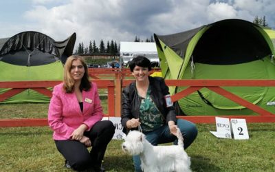 VII Międzynarodowa Wystawa Psów Rasowych