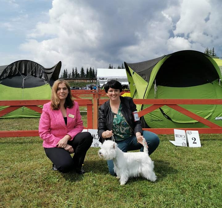 VII Międzynarodowa Wystawa Psów Rasowych