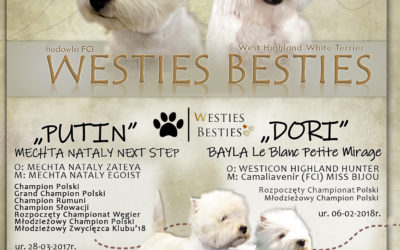Odliczamy już dni w naszej Hodowli Westies Besties :)