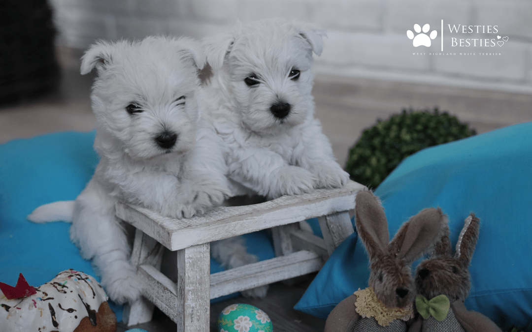 Mr Blue and Mr Green życzą Wam Wesołych Świąt