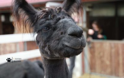 A może powiększyć Hodowlę 😁