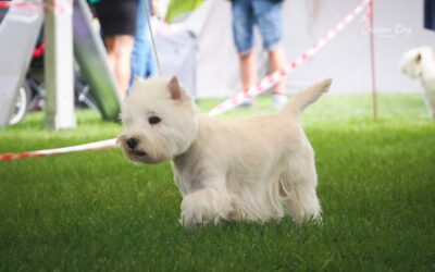 Chciałoby się coś więcej niż Silver
