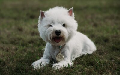 YES, YES, YES Mamy toooooDORI – jest Champion- em Polski