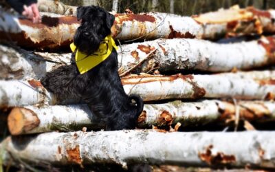 Dzisiejszy spacer z Piesełkowa Drużyna Spacerowa- Ruda Śląska ! Basia i Kasia 🙂