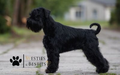 Udany debiut. Pierwsza wystawa Etna i mamy pierwsze złoto 🥇