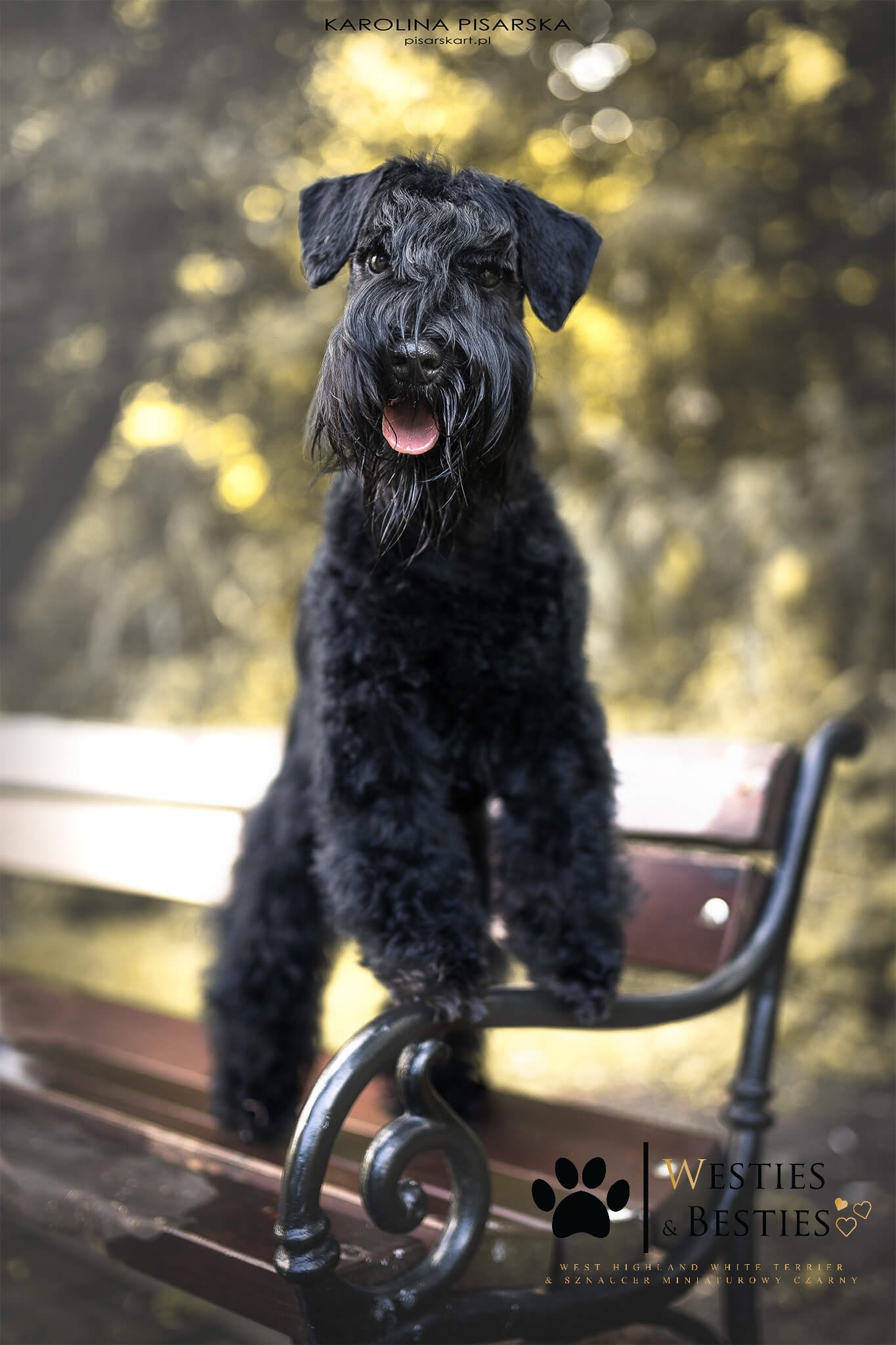 pies sznaucer miniaturowy czarny Etna na ławce