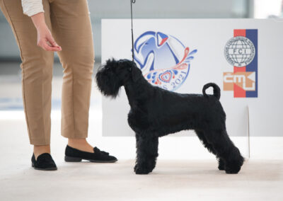 pies sznaucer miniaturowy czarny Etna na wystawie międzynarodowej w Brnie